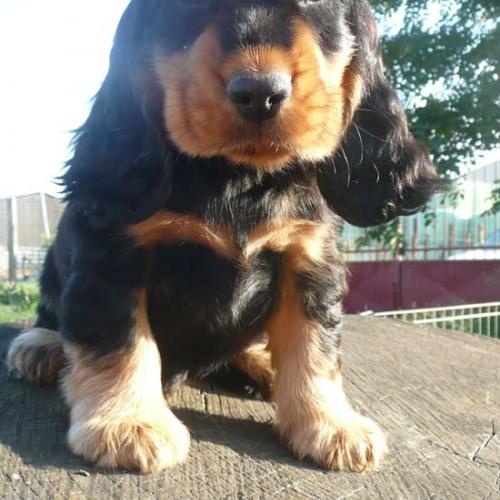 Eleveur de Cocker Spaniel Anglais