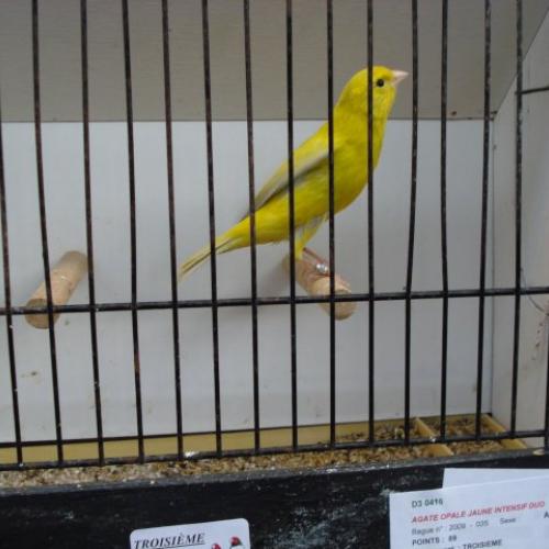 Élevage : canari diamant