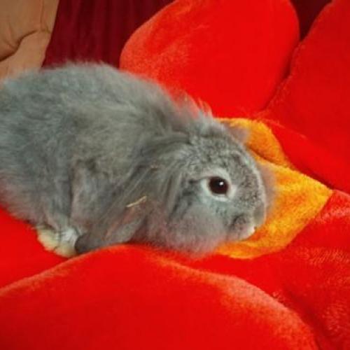 Élevage : lapin bélier