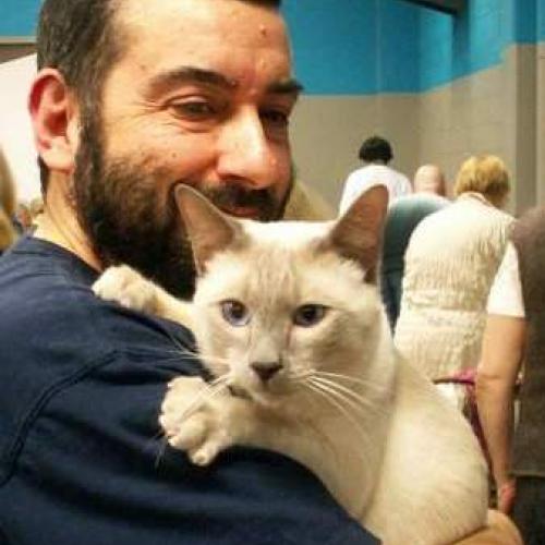 Élevage : siamois (colourpoint shorthair) thaï