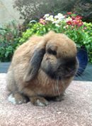 Élevage : lapin nain, lapin angora