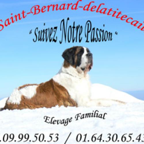 Élevage : saint bernard