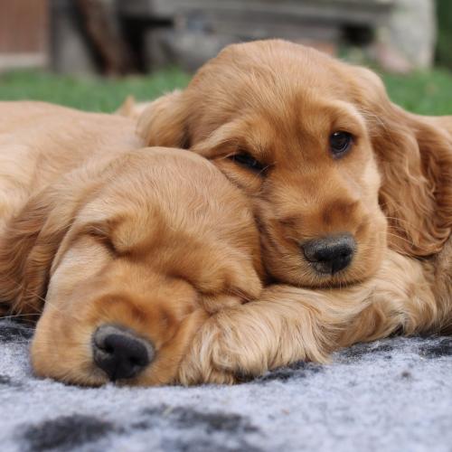 Elevage Of shaggy Love Cocker anglais spaniel