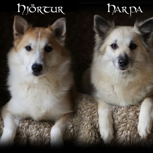 Eleveur : elevage kyuden kitsune