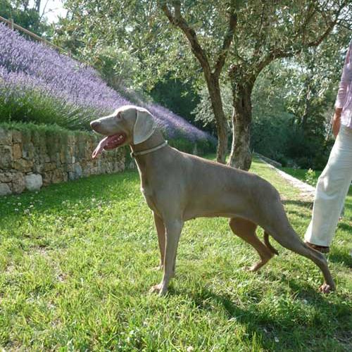 Élevage : braque de weimar poil court