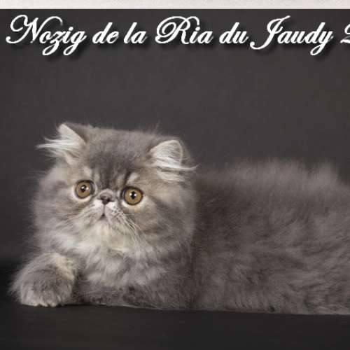 elevage professionnel familial : Persan