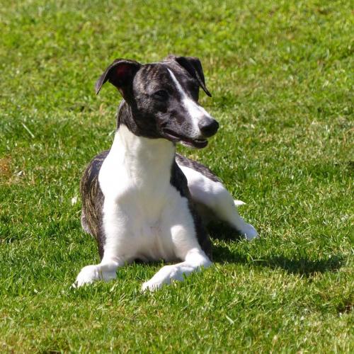 élevage des symphonies d'arlequin