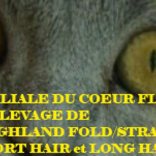 Elevage de Scottish et British