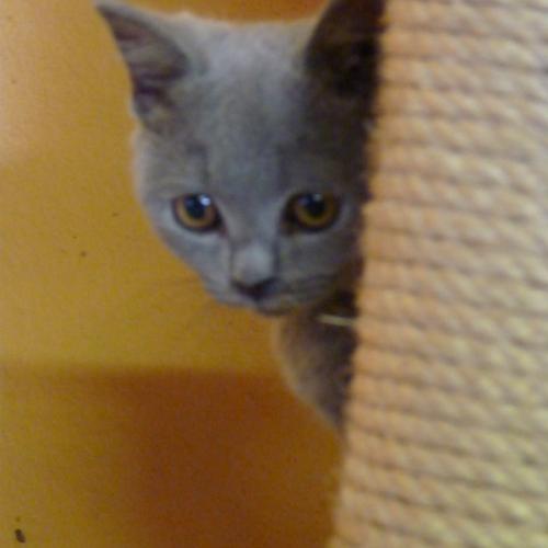 Eleveur : chatterie Des Chats Muses