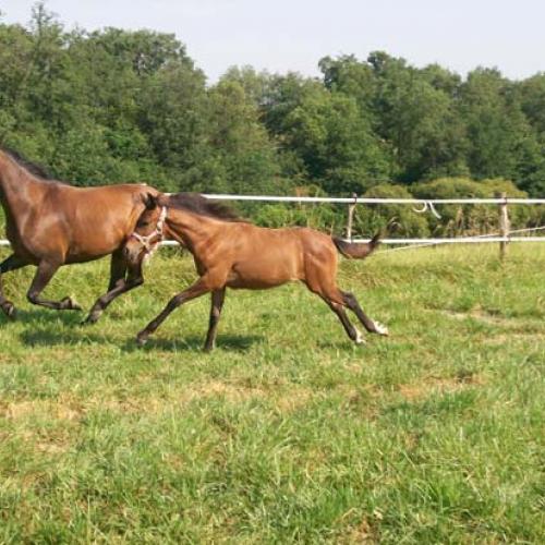 Eleveur : HARAS DU CALVEL