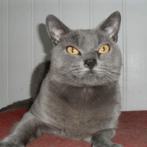 Élevage : chartreux