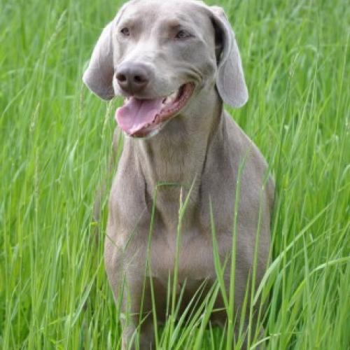 Élevage : braque de weimar poil court