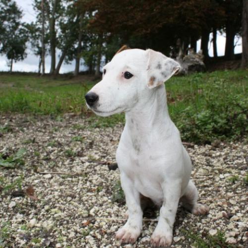 Eleveur : Le Paradis des Edelweiss