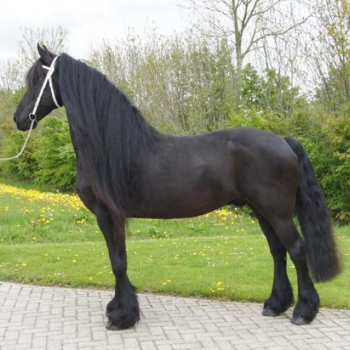 Eleveur : Elevage de la race Frison et Shetland