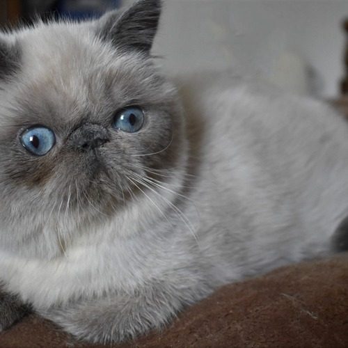 Chatterie du Comté d'Auteuil