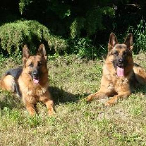 Élevage : berger allemand