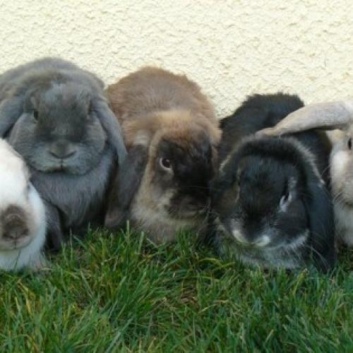 Élevage : lapin bélier