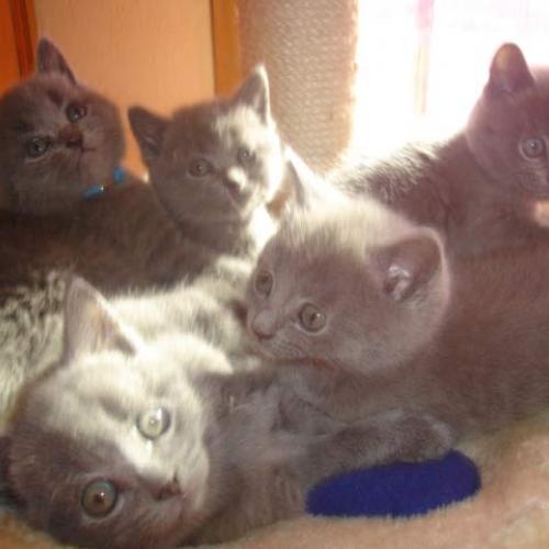 Eleveur : chatterie de l'ambre du manoir