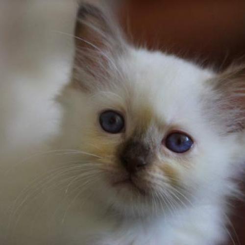 Élevage : birman (sacré de birmanie)