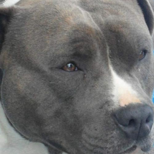 elevage professionnel :