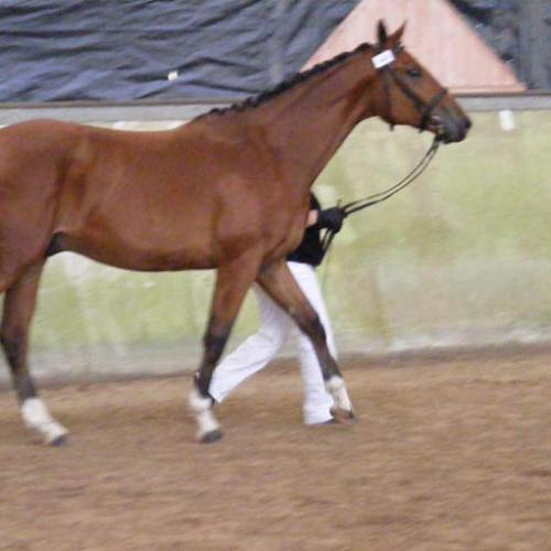 Élevage : selle français