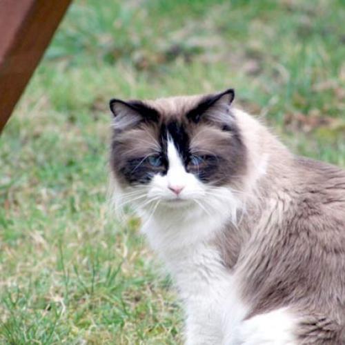 Eleveur : La chatterie du Velours Crèmolan