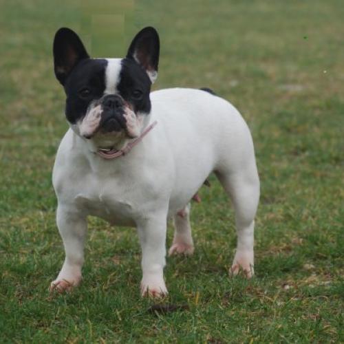 Elevage de Bouledogue Français