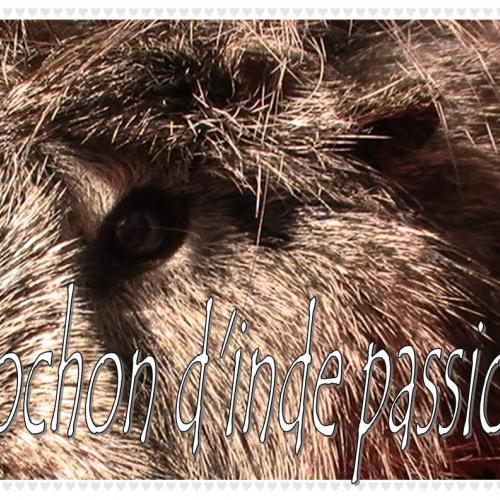 Élevage : cochon d inde