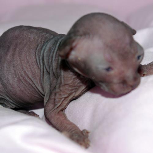 Élevage : sphynx (chat nu)