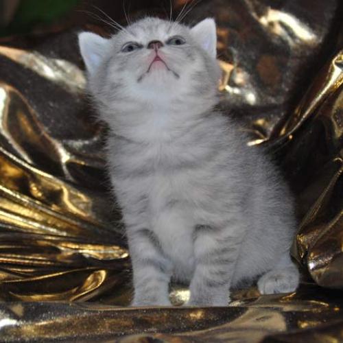 Élevage : british shorthair