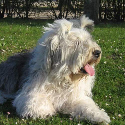 Eleveur de la race Bobtail