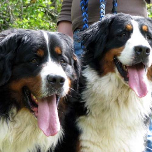 Eleveur : les treilles de salvert