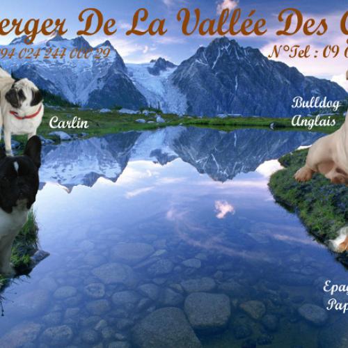 Eleveur : DU BERGER DE LA VALLEE DES GEANTS