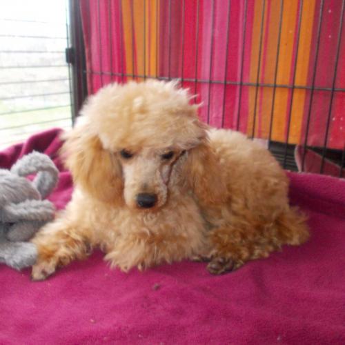 Eleveur caniche toy, royal et Jack Russell terrier