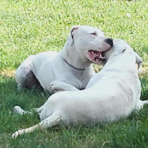 Élevage : dogue argentin