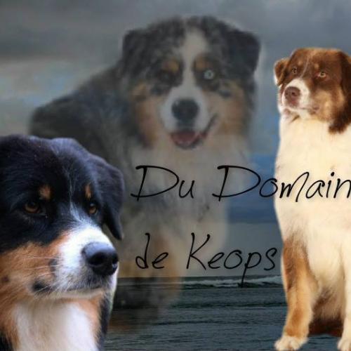 Élevage : berger australien