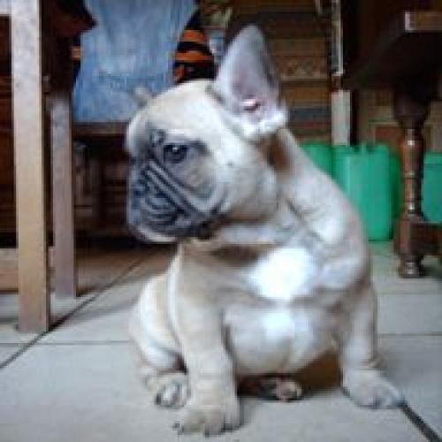 Élevage : bouledogue francais