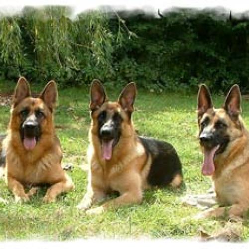 Eleveur : La dalle de Cindais