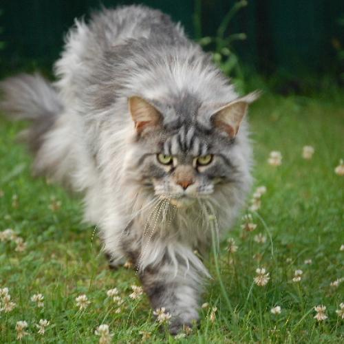 Eleveur : SHAGS OF SASKATOON