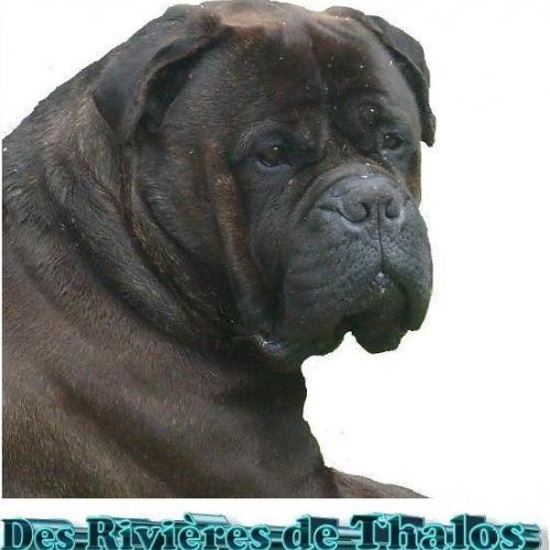 Élevage : bullmastiff berger du caucase