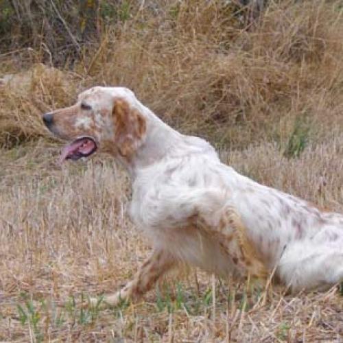 Eleveur : eleveur dresseur