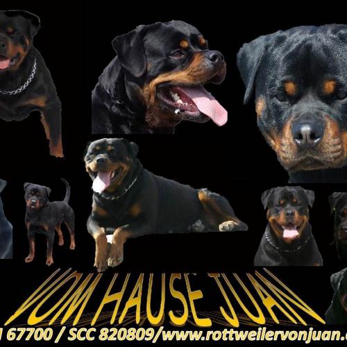 Eleveur : Vom Hause Juan