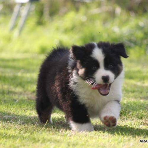 Élevage de berger australien