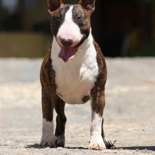 Élevage : bull terrier