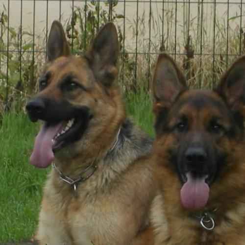 Eleveur de berger allemand