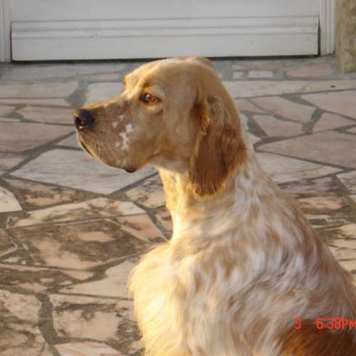 Élevage : setter anglais