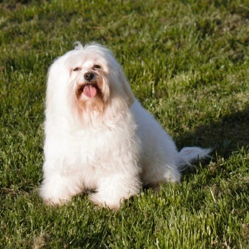 Petit Chien Lion Schipperke Spitz Chien Chinois