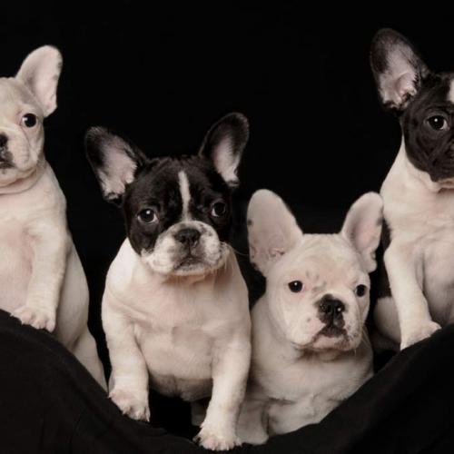 Eleveur : ELEVAGE DE LA VALLEE DE PISSEVIN