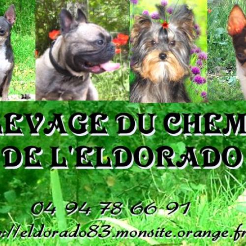 Eleveur des races chihuahua et carlin