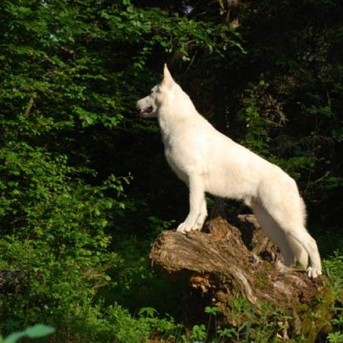 Élevage : berger blanc suisse